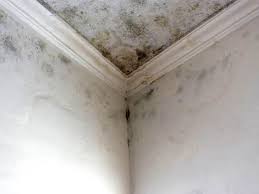 Why You Should Choose Our Mold Remediation Services in Vacaville, CA